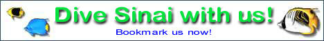 DIVE SINAI WITH US!!!