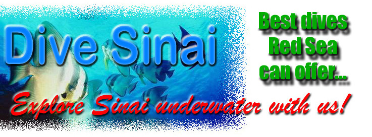 DIVE SINAI WITH US!!!